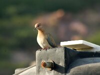 Spilopelia senegalensis 10, Palmtortel, adult, Saxifraga-Theo Verstrael