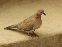 Spilopelia senegalensis 12, Palmtortel, adult, Saxifraga-Theo Verstrael
