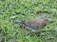 Spilopelia senegalensis 7, Palmtortel, adult, Saxifraga-Theo Verstrael  Palmtortel, Satara