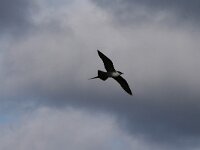 Stercorarius longicaudus 7, Kleinste jager, Saxifraga-Dirk Hilbers