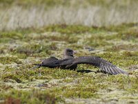 Stercorarius parasiticus 11, Kleine jager, Saxifraga-Peter Stein