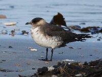 Stercorarius parasiticus 16, Kleine jager, Saxifraga-Bart Vastenhouw