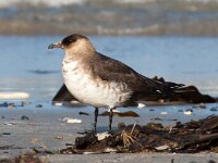Stercorarius parasiticus 18, Kleine jager, Saxifraga-Bart Vastenhouw
