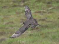 Stercorarius parasiticus 19, Kleine jager, Saxifraga-Kees van Berkel : Handa Island, kleine jager