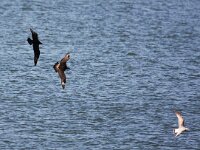 Stercorarius parasiticus 22, Kleine jager, Saxifraga-Bart Vastenhouw