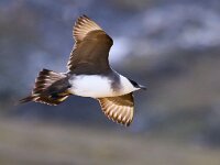 Stercorarius parasiticus 23, Kleine jager, Saxifraga-Bart Vastenhouw