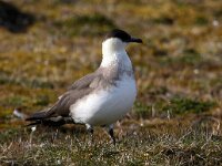 Stercorarius parasiticus 24, Kleine jager, Saxifraga-Bart Vastenhouw