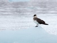 Stercorarius parasiticus 26, Kleine jager, Saxifraga-Bart Vastenhouw