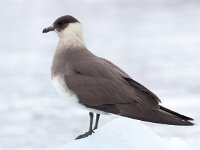 Stercorarius parasiticus 27, Kleine jager, Saxifraga-Bart Vastenhouw