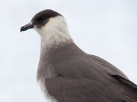 Stercorarius parasiticus 28, Kleine jager, Saxifraga-Bart Vastenhouw