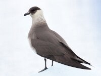 Stercorarius parasiticus 29, Kleine jager, Saxifraga-Bart Vastenhouw