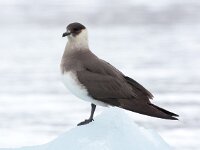 Stercorarius parasiticus 33, Kleine jager, Saxifraga-Bart Vastenhouw