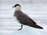Stercorarius parasiticus 34, Kleine jager, Saxifraga-Bart Vastenhouw