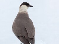 Stercorarius parasiticus 35, Kleine jager, Saxifraga-Bart Vastenhouw