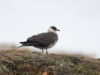 Stercorarius parasiticus 36, Kleine jager, Saxifraga-Bart Vastenhouw