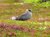 Stercorarius parasiticus 37, Kleine Jager, Saxifraga-Hans Grotenhuis