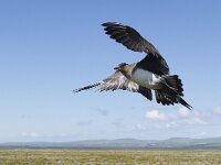 Stercorarius parasiticus 8, Kleine jager, Saxifraga-Peter Stein