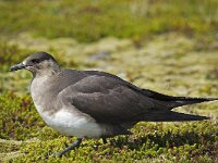 Stercorarius parasiticus 9, Kleine jager, Saxifraga-Peter Stein