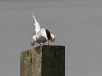 Sterna hirundo, Common Tern
