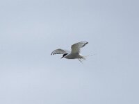 Sterna paradisaea 101, Noordse stern, Saxifraga-Willem van Kruijsbergen