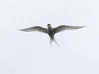 Sterna paradisaea 28, Noordse stern, Saxifraga-Rob Felix : Animalia, Aves, Chordata, animal, bird, dier, dieren, gewervelde dieren, vertebraat, vertebrate, vogel, vogels