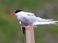 Sterna paradisaea 83, Noordse stern, Saxifraga-Bart Vastenhouw