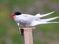 Sterna paradisaea 88, Noordse stern, Saxifraga-Bart Vastenhouw