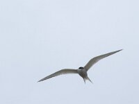 Sterna paradisaea 91, Noordse stern, Saxifraga-Willem van Kruijsbergen