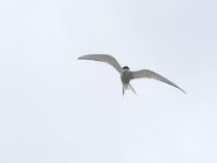 Sterna paradisaea 97, Noordse stern, Saxifraga-Willem van Kruijsbergen