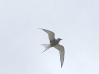 Sterna paradisaea 98, Noordse stern, Saxifraga-Willem van Kruijsbergen