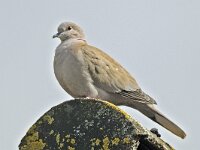 Turkse tortel #46690 : Streptopelia decaocto, Turkse tortel, Eurasian Collared Dove