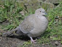 Turkse tortel #46627 : Streptopelia decaocto, Turkse tortel, Eurasian Collared Dove