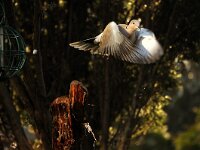 Streptopelia decaocto 13, Turkse tortel,  Saxifraga-Piet Munsterman