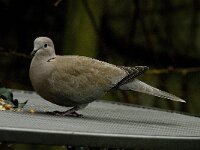 Streptopelia decaocto 15, Turkse tortel, Saxifraga-Jan van der Straaten
