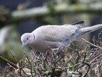 Streptopelia decaocto 18, Turkse tortel, Saxifraga-Henk Baptist