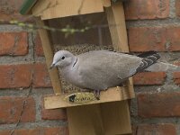 Streptopelia decaocto 5, Turkse tortel, Saxifraga-Willem van Kruijsbergen