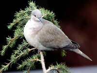 Streptopelia decaocto 7, Turkse tortel, Saxifraga-Iztok Skornik