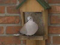 Streptopelia decaocto 8, Turkse tortel, Saxifraga-Willem van Kruijsbergen