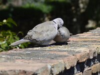 Streptopelia decaocto, Turkse tortel, adult, Saxifraga-Theo Verstrael 3