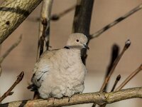Streptopelia decaocto, Turkse tortel, adult, Saxifraga-Theo Verstrael 5