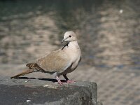 Streptopelia decaocto, Turkse tortel, adult, Saxifraga-Theo Verstrael 6