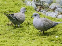 Streptopelia decaocto, Turkse tortel, adult, Saxifraga-Theo Verstrael 9