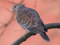 Streptopelia orientalis 3, Oosterse tortel, Saxifraga-Peter Meininger