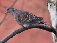 Streptopelia orientalis 5, Oosterse tortel, Saxifraga-Peter Meininger