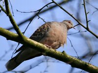 Streptopelia orientalis 6, Oosterse tortel, Saxifraga-Bart Vastenhouw