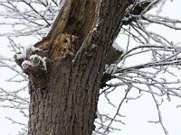 Strix aluco 15, Bosuil, Saxifraga-Mark Zekhuis