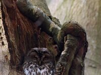 Strix aluco 17, Bosuil, Saxifraga-Hans Dekker