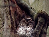 Strix aluco 19, Bosuil, Saxifraga-Hans Dekker