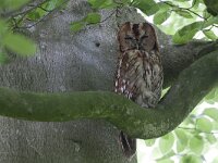 Strix aluco 22, Bosuil, Saxifraga-Mark Zekhuis