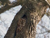 Strix aluco 26, Bosuil, Saxifraga-Hans Dekker